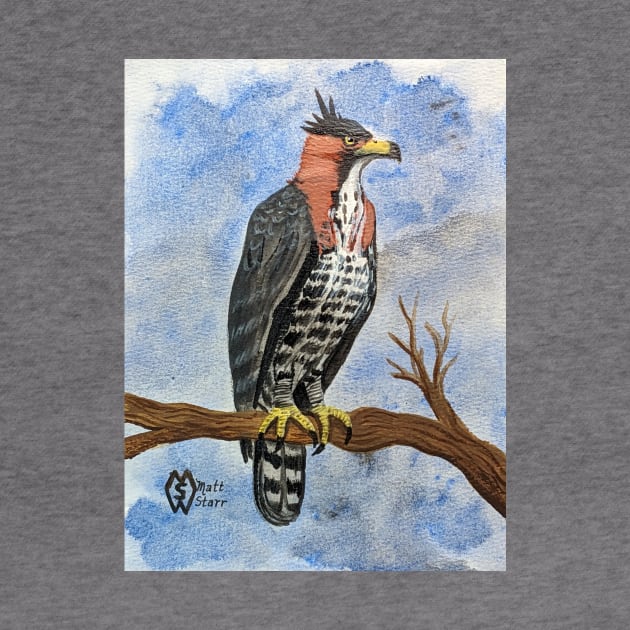 Ornate hawk-eagle perched in the tree hunting for prey by Matt Starr Fine Art